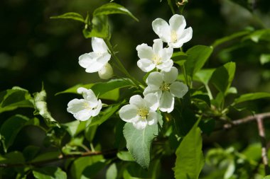 beyaz çiçekler apple yakın çekim doğa manzara
