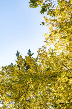 ağaç görünümünü aşağıdan gökyüzüne sonbahar manzara bırakır