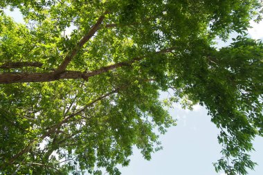 Aşağıdan yeşil orman bahar bakış bulutlar içine