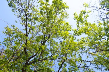 yeşil bir ağaç yaprak aşağıdan gökyüzüne