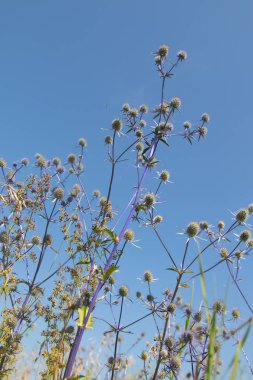 Serratula coronata. Mavi gökyüzü arka plan. Seçici odak, sosyal ağ kavramı.