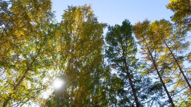 ağaç görünümünü aşağıdan gökyüzüne sonbahar manzara bırakır
