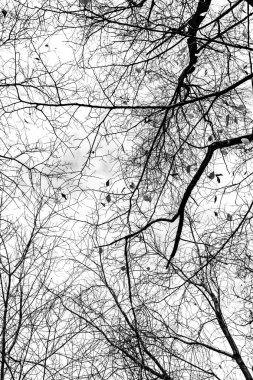 Beyaz arkaplanda ağaç dalları silueti