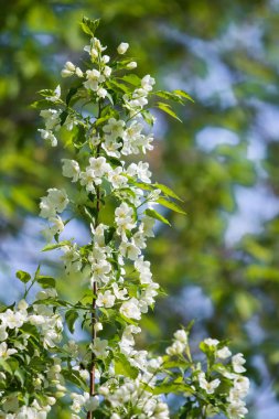 elma ağacı çiçek Peyzaj doğal