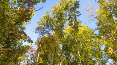 ağaç görünümünü aşağıdan gökyüzüne sonbahar manzara bırakır