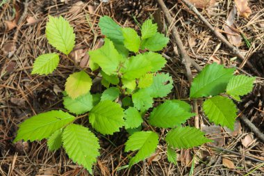 portre genç yeşil ahududu yaprakları