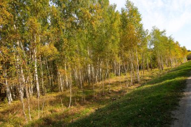 güzel sonbahar orman manzara doğa