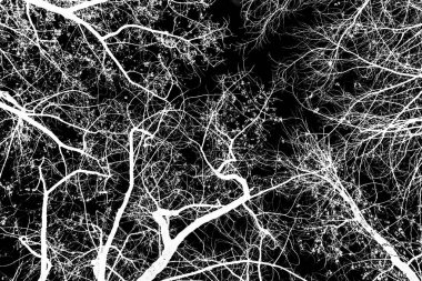 ağaç dalları siluet siyah arka plan üzerine beyaz