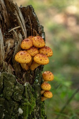 mantar orman doğa, manzara