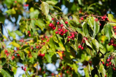 beyaz vahşi küçük meyveler üzerinde kırmızı elmalar