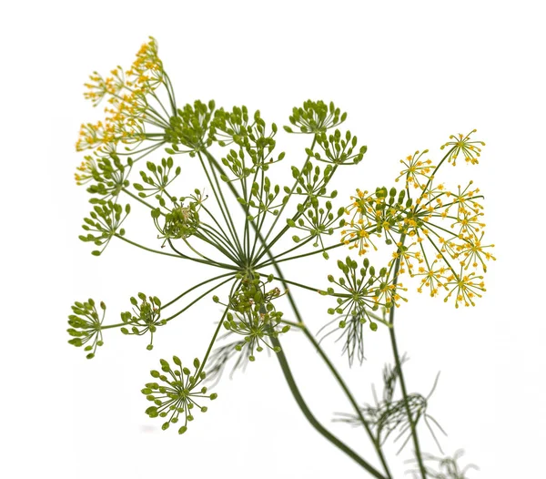 Färsk Dill Blommor Vit Bakgrund — Stockfoto