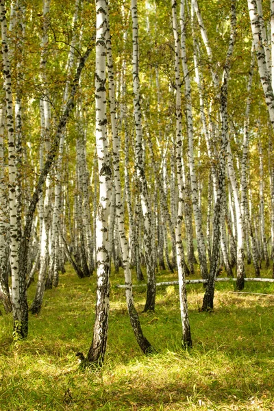 Żółty Brzoza Lasu Koniec Jesień Natura Krajobraz — Zdjęcie stockowe