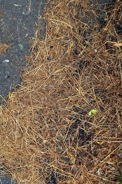 アスファルトの背景に黄色の草 — ストック写真