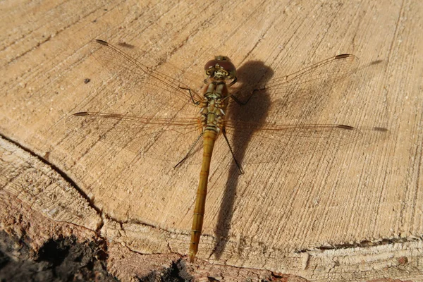 Big Dragonfly Sits Large — Stock Photo, Image