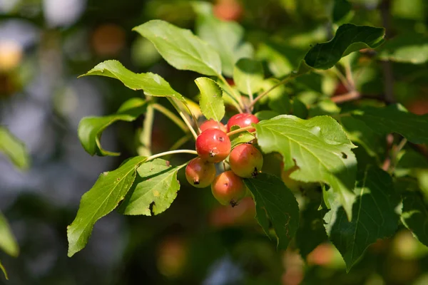 Piccole Mele Mature Sull Albero — Foto Stock