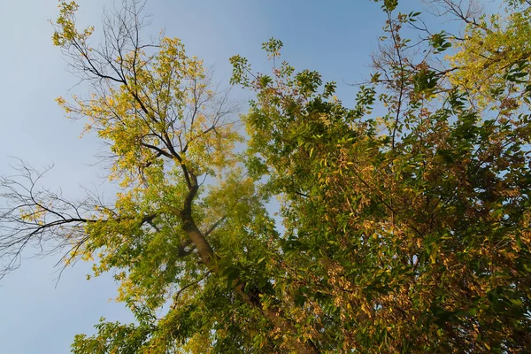 Herfst Bos Landschap Natuur — Stockfoto