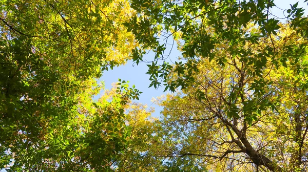 Listy Stromů Pohledu Zespodu Nebe Podzimní Krajina — Stock fotografie