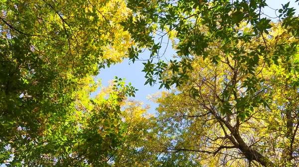 Blätter Der Bäume Blick Von Unten Den Himmel Herbstlandschaft — Stockfoto