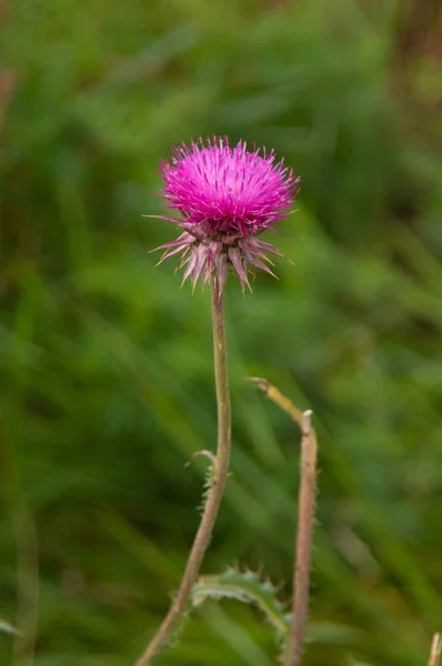 Thistle Çiçek Closeup Doğa — Stok fotoğraf