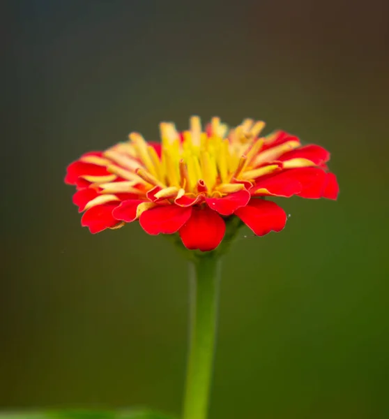 Röd Blomma Närbild — Stockfoto