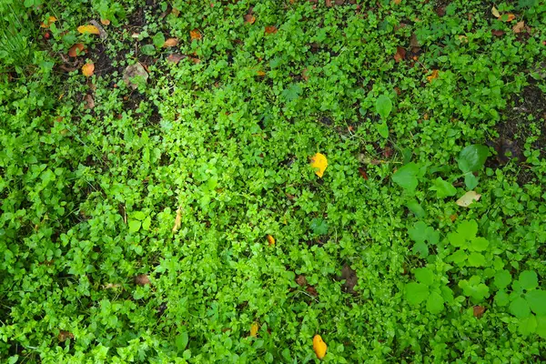 Green Plant Background Soil Forest — Stock Photo, Image