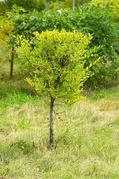 Foresta Autunnale Alberi Decidui Paesaggio — Foto Stock