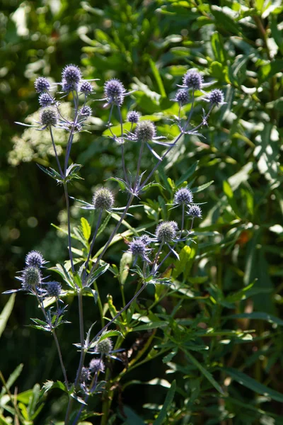 Fiori Selvatici Estate Paesaggio Natura — Foto Stock