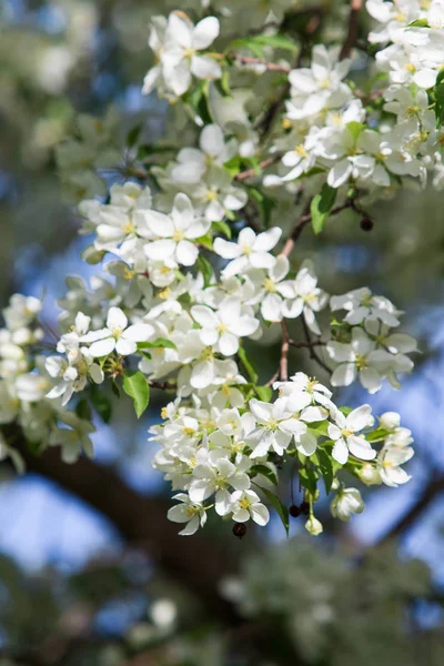 Apple Tree Bloom Landscape Nature — Stock Photo, Image