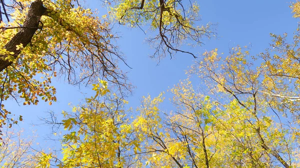 Leaves Trees View Sky Autumn Landscape — Stock Photo, Image