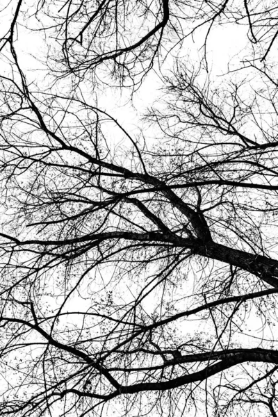 Sylwetka Gałęzi Drzewa Białym Tle — Zdjęcie stockowe