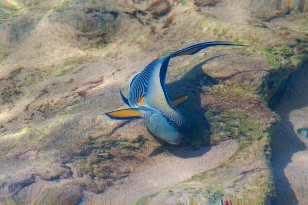 Vista Superior Los Peces Arrecife Desenfocado Por Agua — Foto de Stock