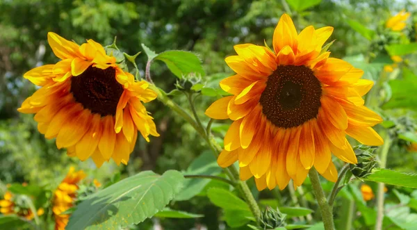 Girasol Flor Primer Plano Fondo Del Cielo — Foto de Stock