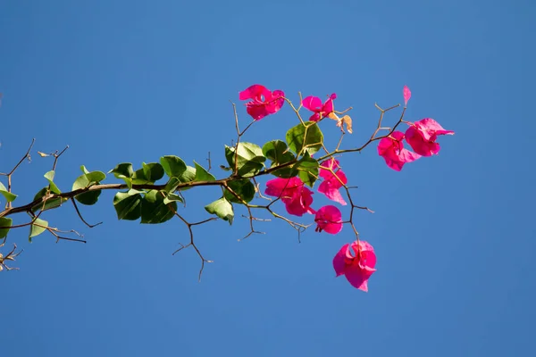 Kwiatów Bugenwilli Tle Błękitnego Nieba — Zdjęcie stockowe