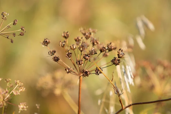 Droge Peterselie Bloemen Aard — Stockfoto