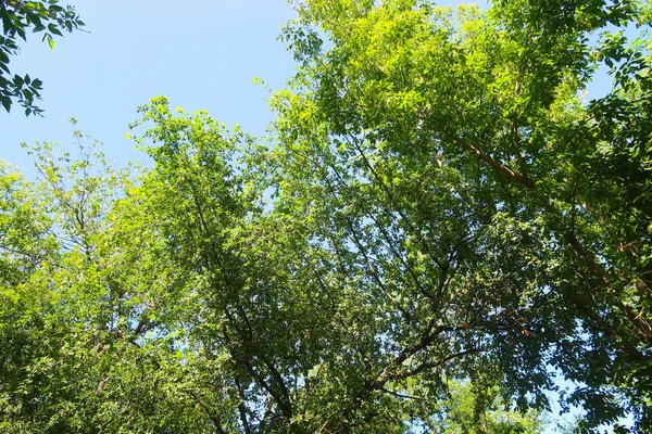 Зеленые Деревья Против Голубого Неба Вид Снизу — стоковое фото