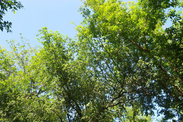 Green trees against the blue sky view from the bottom