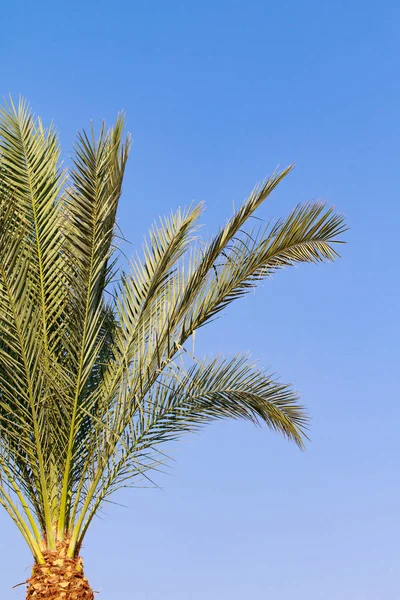 Palm Tree Lämnar Sky Bakgrunden — Stockfoto