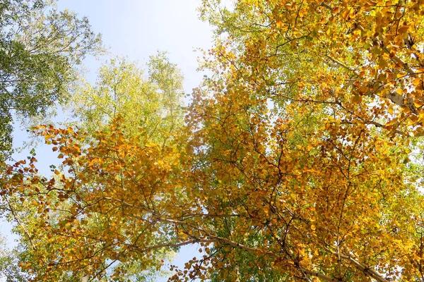 Birch Forest View Sky Autumn Nature — Stock Photo, Image