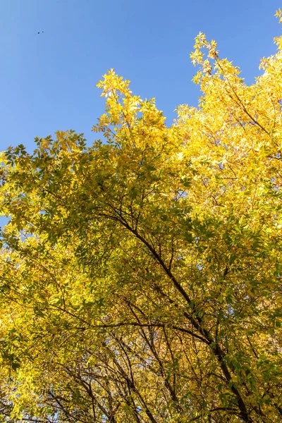 Bladeren Van Bomen Weergave Van Onderen Hemel Herfst Landschap — Stockfoto