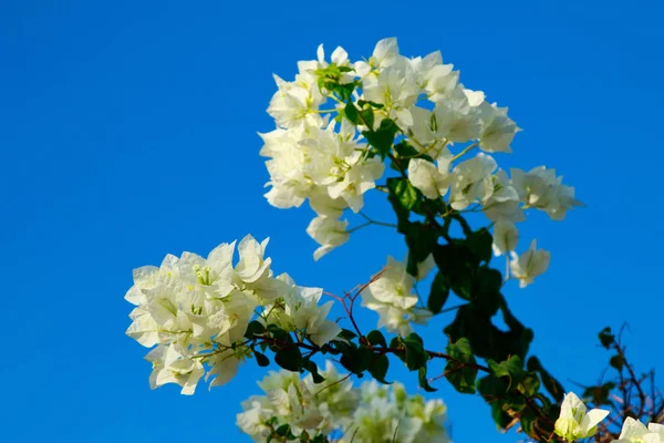 布干维尔明亮的花卉景观 — 图库照片