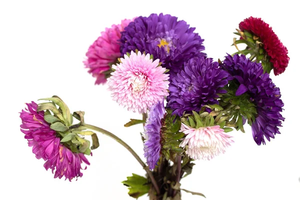 Aster Bloemen Geïsoleerd Witte Achtergrond — Stockfoto