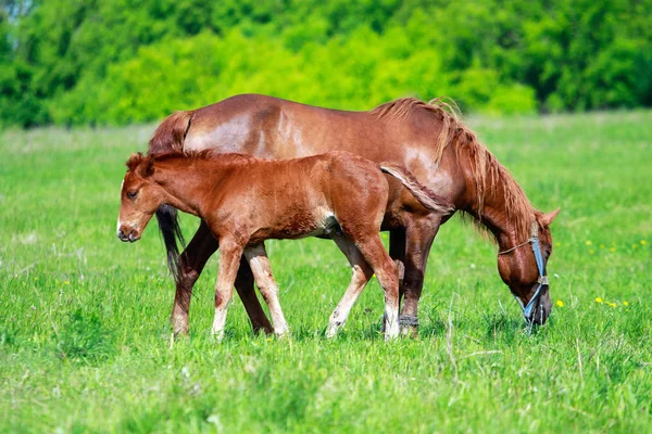 Mare Foal Green Meadow Close — Stock Photo, Image
