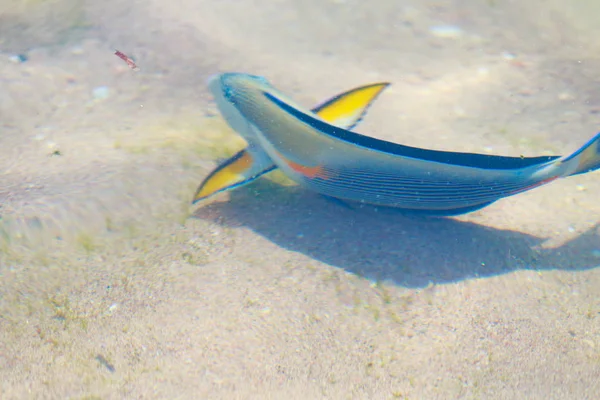 Vista Superior Los Peces Arrecife Desenfocado Por Agua —  Fotos de Stock