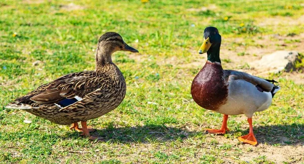 Patos Salvajes Prado Verde —  Fotos de Stock