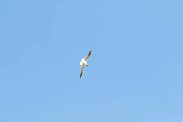Kuşlar Martılar Mavi Gökyüzü Beyaz Bulutlar Gün — Stok fotoğraf