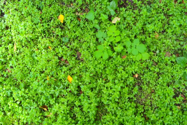 Grön Växt Bakgrund Jord Skogen — Stockfoto