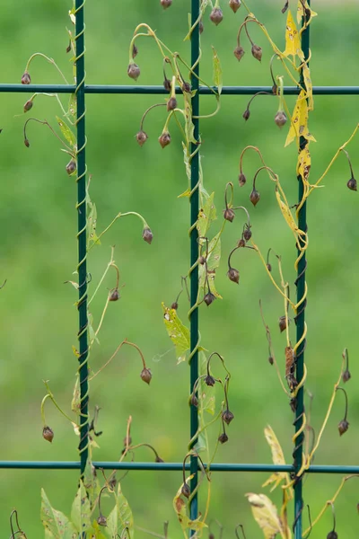 Grünes Unkraut Wächst Auf Einem Metallgitterzaun Die Natur — Stockfoto