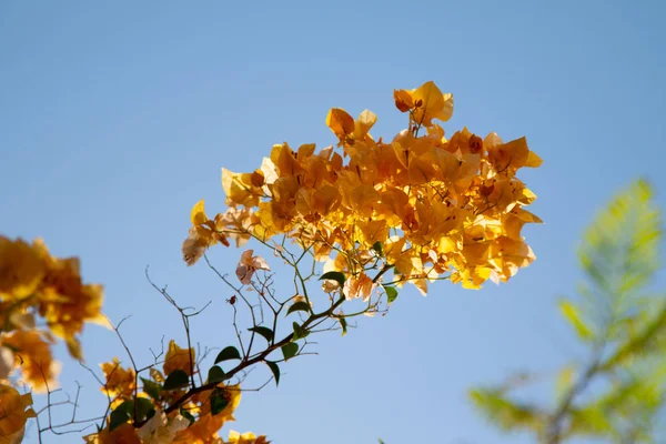 Bougainvillea Bloemen Blauwe Hemelachtergrond — Stockfoto