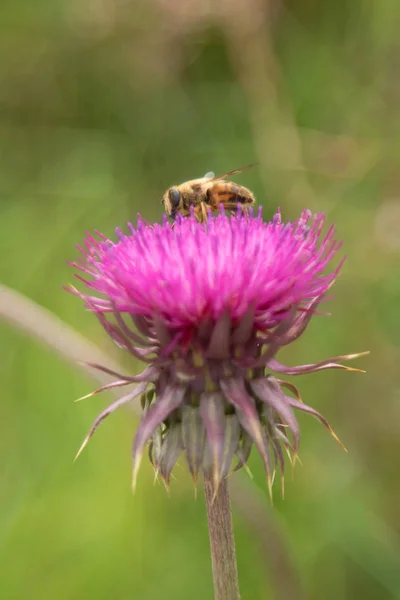 Flor Cardo Primer Plano Naturaleza — Foto de Stock