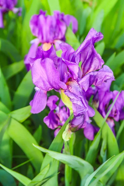 Close Van Paarse Iris Bloem Zon — Stockfoto